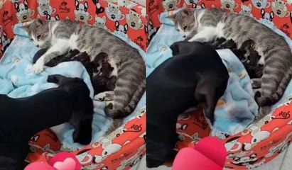 Cute Video: Little dog covers litter of kittens, melting hearts on the internet