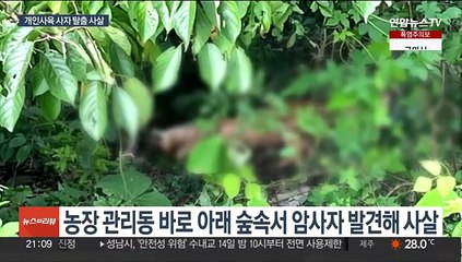 Video herunterladen: 고령 목장서 키우던 암사자 탈출했다 사살…주민들 '불안'