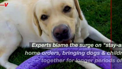 Dog Bites Are On The Rise & Experts Say Blame The Pandemic