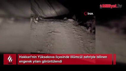 Yer: Hakkari! En ölümcül engerek yılanı karanlıkta yola fırladı
