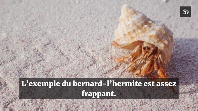 Pourquoi il faut arrêter de ramasser les coquillages sur la plage ?