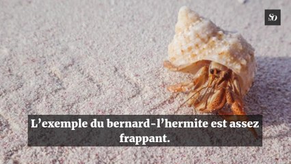 Pourquoi il faut arrêter de ramasser les coquillages sur la plage ?