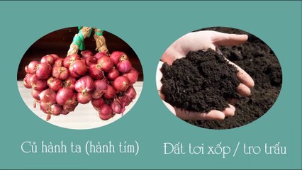 Sinh 10 - Bài 20 Thực hành quan sát nguyên phân trên rễ hành (tt)