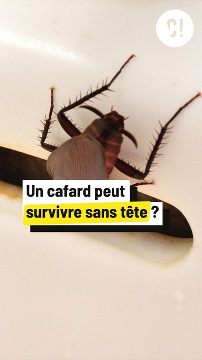 Le cafard, HIGHLANDER des insectes ?