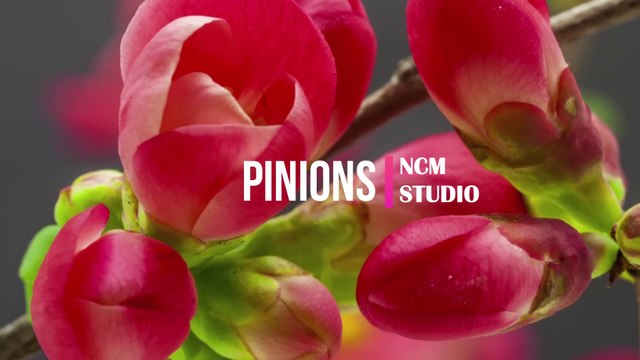 Pinions - Freedom Trail Studio Jazz Music, Bright Music, Comedy Music, Happy Music
