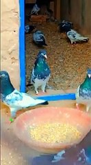 ROYAL TEDDY PIGEONS