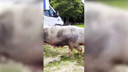 Watch cute moment piglets squeal with delight at new pen