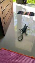 Un varan fait des drifts