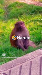 #monkeys #naruto #monkeydluffy #monkey #monkeybaby #monkeyboo #monkeybaby #monkeyvideo #monkeylife