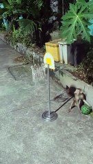Monkey Plays Basketball With Watermelon