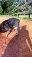 Chien de bétail australien aime l'eau