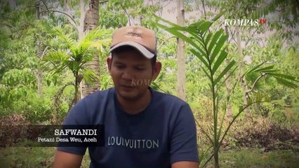 Penjualan Kemiri Kami Terhambat Sinyal Komunikasi | BERKAS KOMPAS