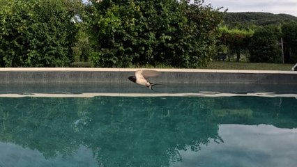 Les hirondelles souffrent de la canicule, bain dans la piscine