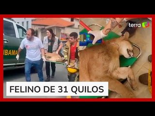 Mulher encontra onça parda deitada na garagem de casa em Minas Gerais