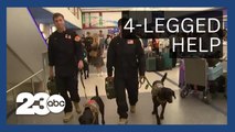 Cadaver dogs from Southern California fire departments headed to Maui