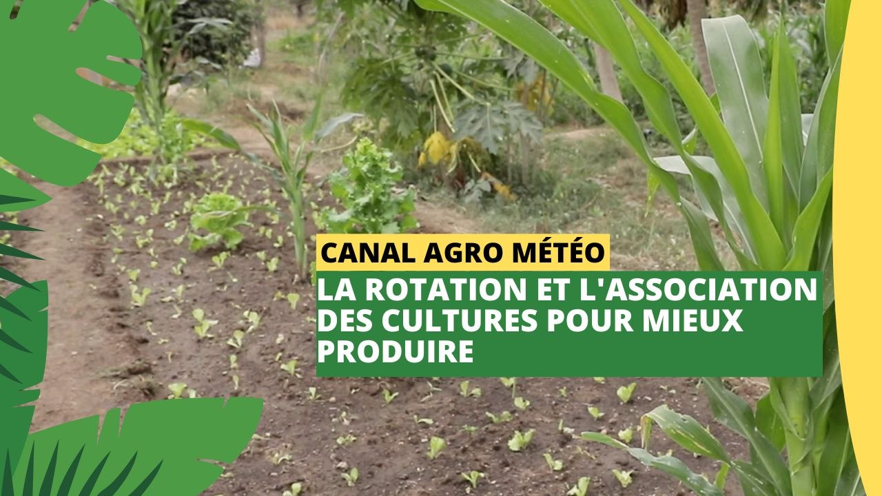 Canal Agro Météo : La rotation et l'association des cultures pour mieux produire