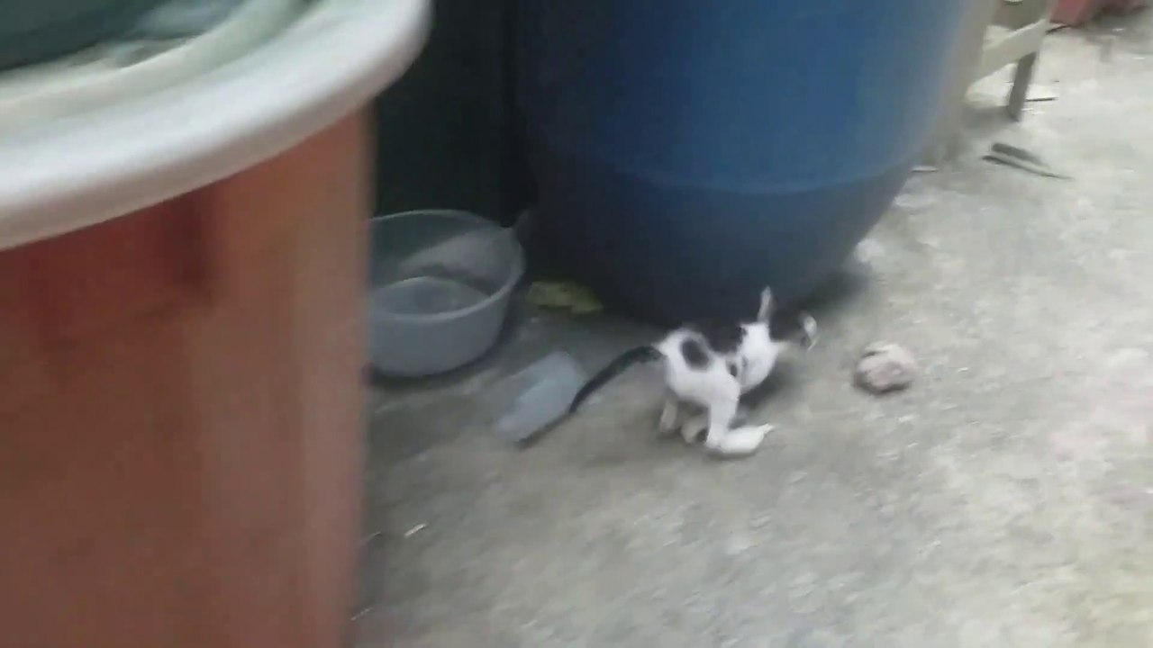 Kittens in a FLASH kitty Cat play kitten play Cat videos Meow