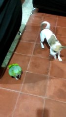 Bird Calls Dog A Dirty Word