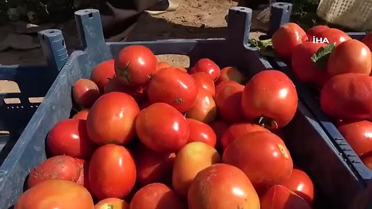Records de température battus à Elazig : les travailleurs agricoles saisonniers se battent pour du pain à moins de 42 degrés