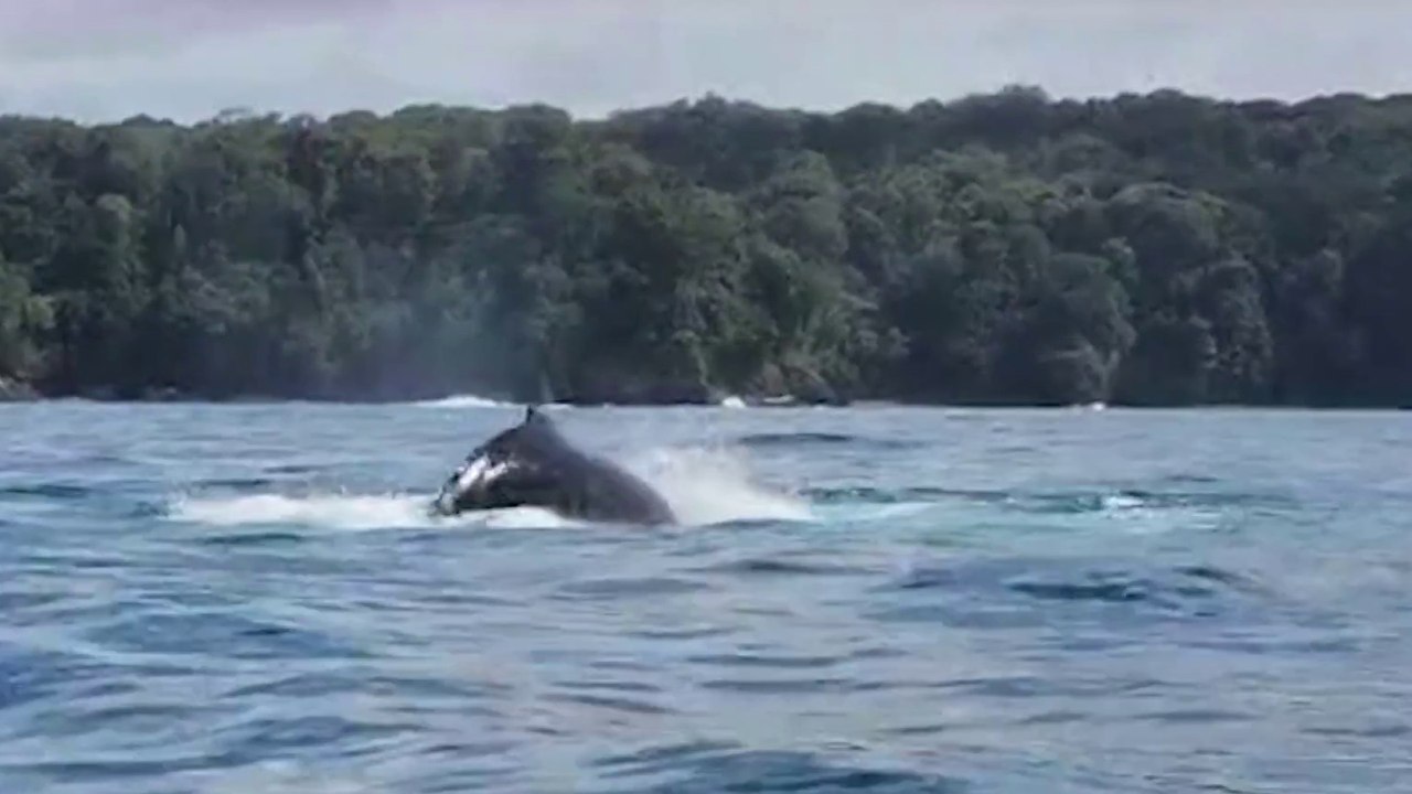 tn7-ballena-140823