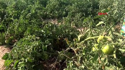 Le maire de MHP, Yüksel Büyükkarcı, soutient les habitants du district en vendant des produits du domaine de la municipalité