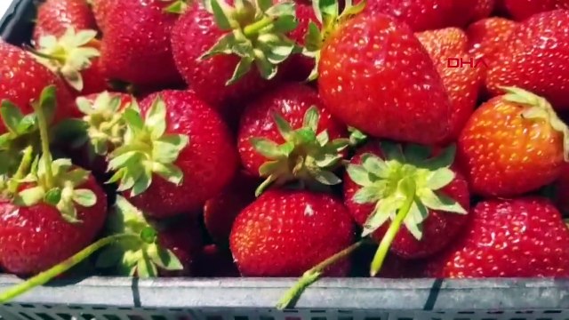 Fête de la fraise tenue à Pozantı