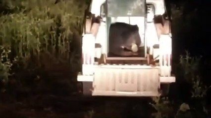 मादा भालू बीणक जंगल से निकल टहला रेंज पहुंची,,,देखें वीडियो
