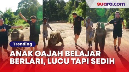 Bikin Gemas! Momen Bayi Gajah Terjatuh saat Belajar Berlari Sambil Tersipu Malu