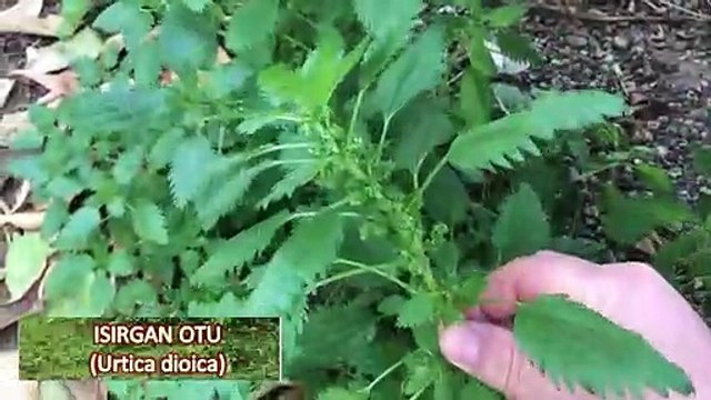 Doğanın En Şifalı Yabani Bitkisi Şifalı Otu