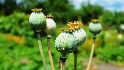 شبكات لصناعة وتهريب المخدرات في أفغانستان