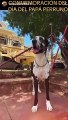 César Quintanilla comparte tierno vídeo junto a sus mascotas