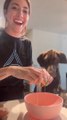 Owner Pranks German Shorthaired Pointer by Cracking Eggs on His Head