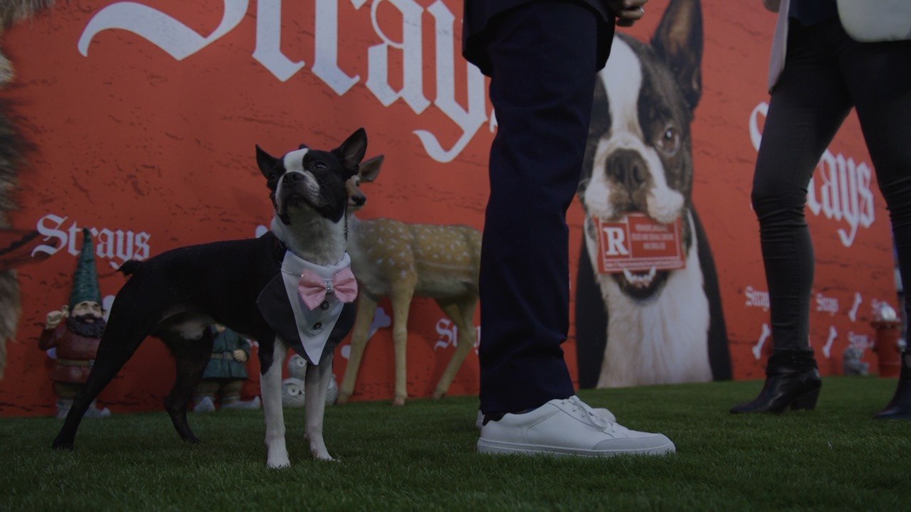 Strays Director Josh Greenbaum Strays LA Special Screening Interview Part 2