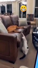 Funniest Cats Videos #trending #viral #funny
