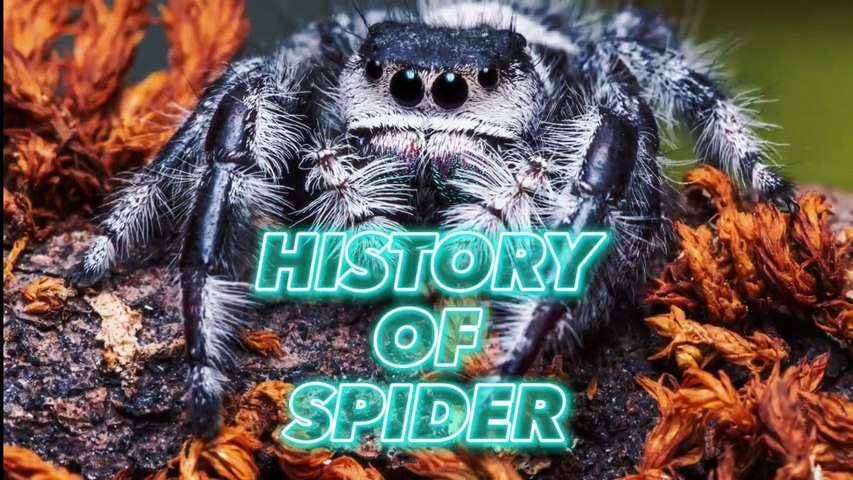 Spiders Through the Ages: A Tale of Adaptation and Survival️️ | Western ...