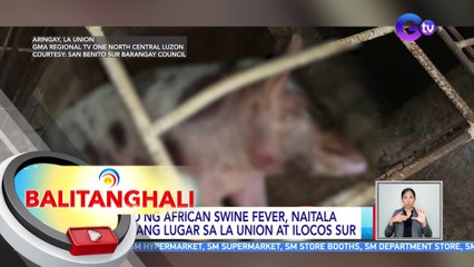 Kaso ng African Swine Fever, naitala sa ilang lugar sa La Union at Ilocos Sur | BT