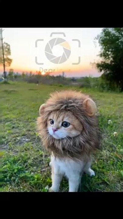 Cat or lion