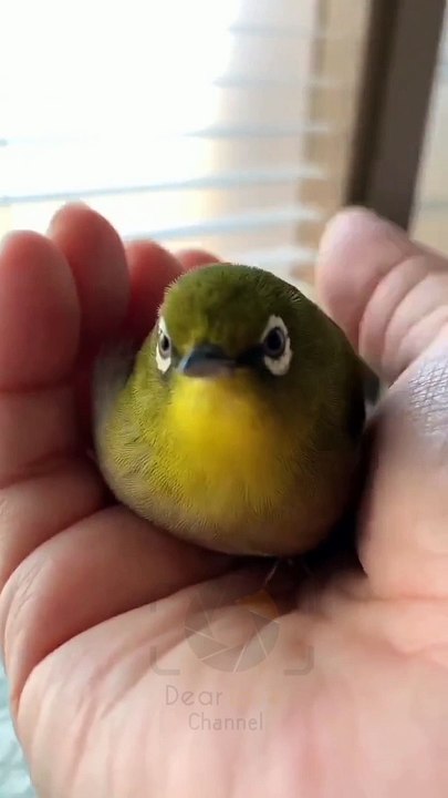 Parrot teasing