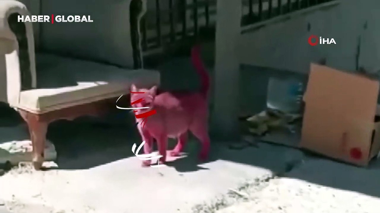Kediyi sprey boya ile pembeye boyayıp sokağa saldılar