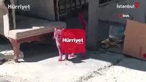 Esenyurt’ta sokak kedisini pembeye boyayıp sokağa bıraktılar