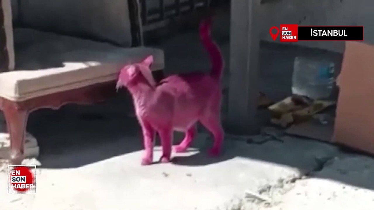 İstanbul'da kediyi pembeye boyayıp sokağa saldılar