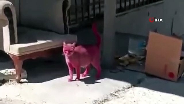 Esenyurt'ta Sokak Kedisi Sprey Boya ile Pembeye Boyandı