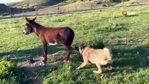 Sosyal medyada viral oldu! Eşek köpeği kovalarsa ne olur?
