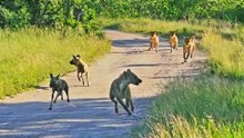 Lions Ambush Wild Dogs and Hyena