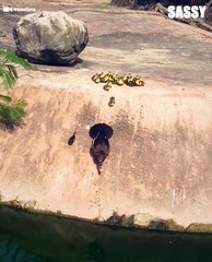 Duck Families Jumping Into Water