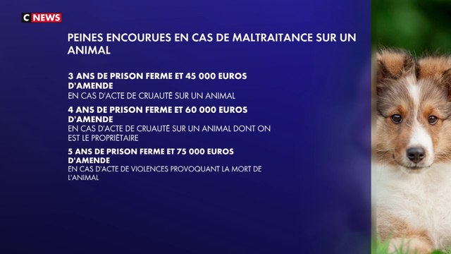 Il maltraite son chien et prend de la prison ferme