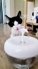 ☁️ Baby cat drinking water #shorts