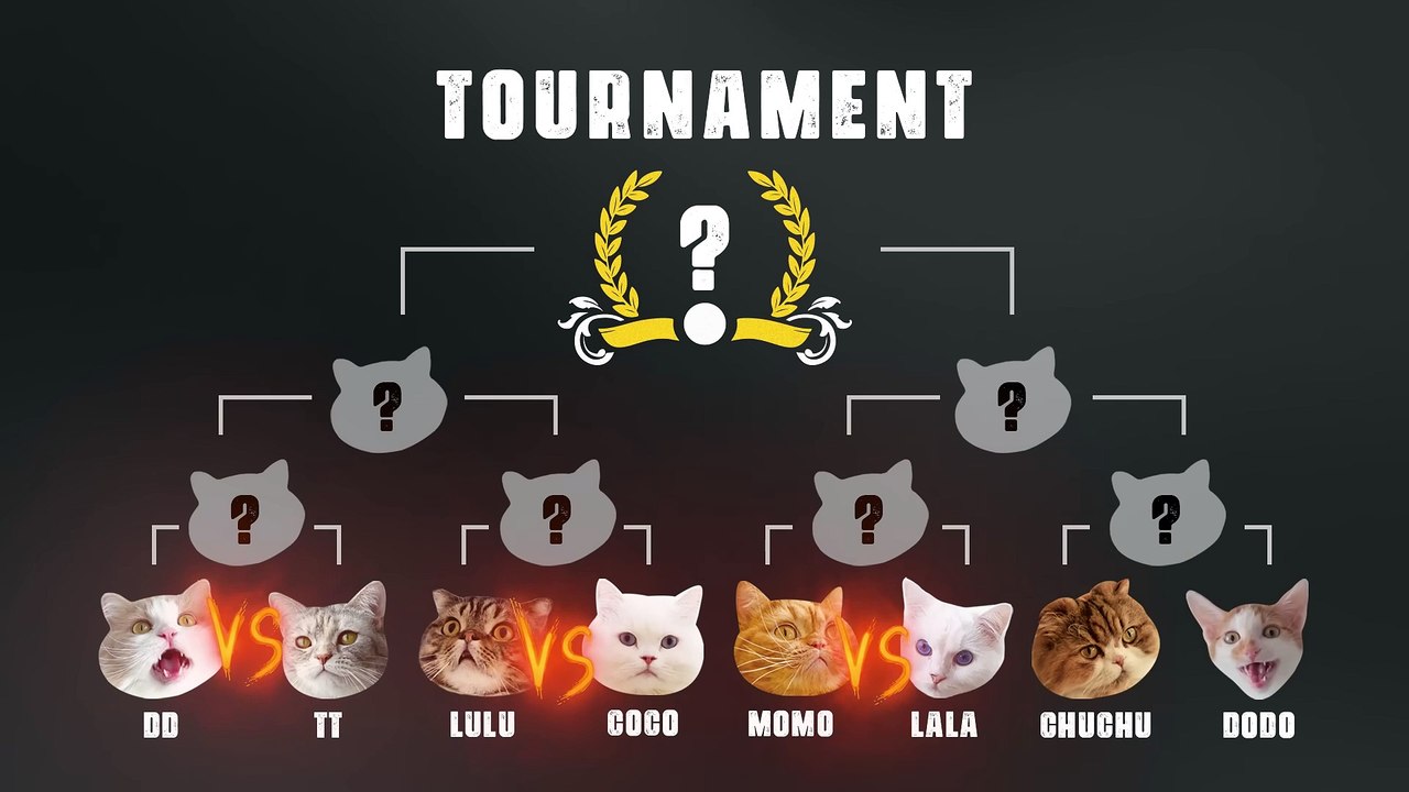 Funny Cat Paper Cup Challenge!
