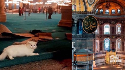 Ayasofya'nın yeni kedisi "Seymen"