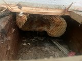 Family Discover BEEHIVE Under Floorboards